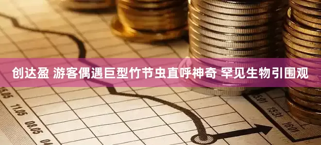 创达盈 游客偶遇巨型竹节虫直呼神奇 罕见生物引围观